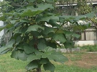 梓树