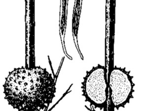 竹砂仁