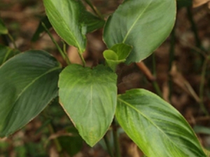 竹叶蕉