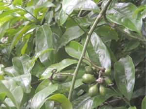 鹰爪花根