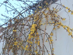 迎春花根
