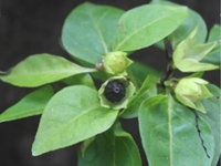 紫茉莉叶