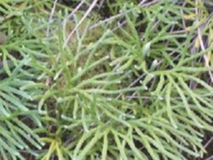 高山扁枝石松