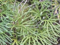 高山扁枝石松