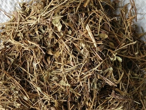 翼首草