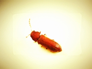 竹蠹虫蛀末