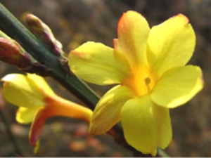 迎春花
