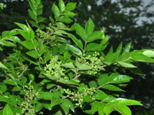 野花椒皮