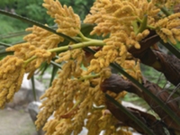 棕榈花