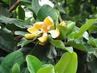 野厚朴花