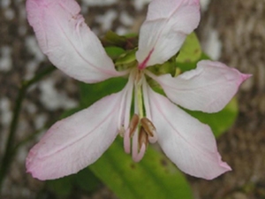 老白花