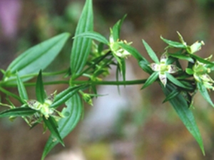 翼梗獐牙菜