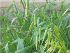 燕麦草