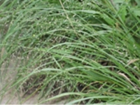 知风草
