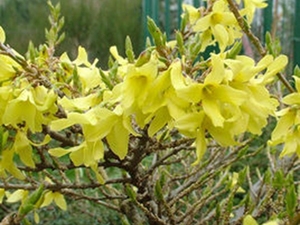 金钟花