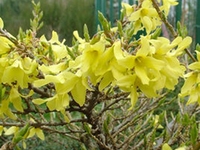 金钟花