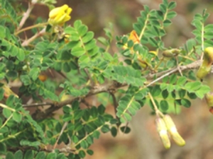 阳雀花