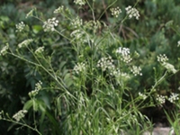 泽芹