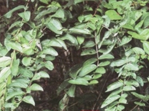 红铁泡刺
