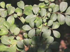 紫薇根