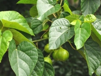油桐