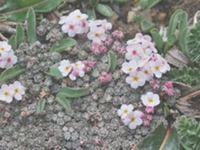 高原点地梅