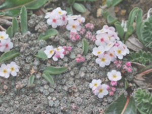 高原点地梅