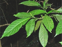 药用狗牙花