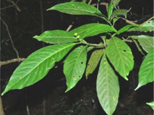 药用狗牙花