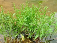 野菠菜