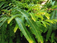 油柑虫节