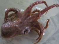 章鱼