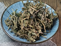 阴地蕨