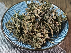 阴地蕨