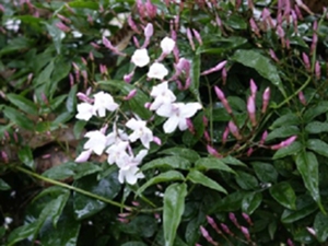 野素馨