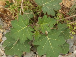 野颠茄