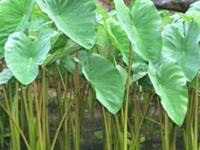紫芋