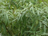 长叶水麻
