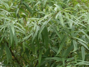 长叶水麻