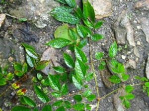 野高粱