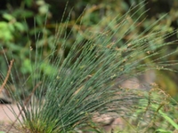 野席草根