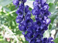 展花乌头