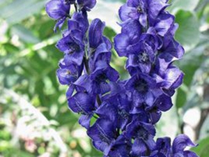 展花乌头