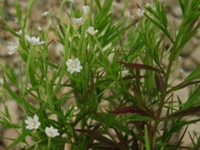 沼生柳叶菜