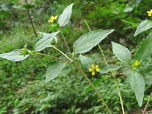鱼鳞菜