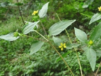 鱼鳞菜
