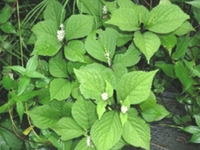 银线草根