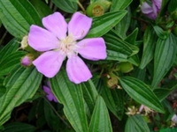 红毛菍