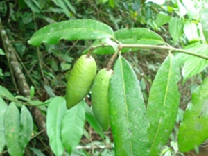 长果山橙
