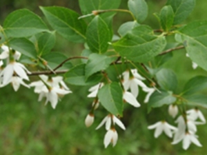 野茉莉